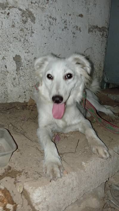 Russian dog