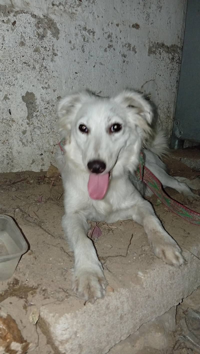 Russian dog 0