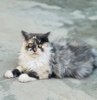 cat for sale