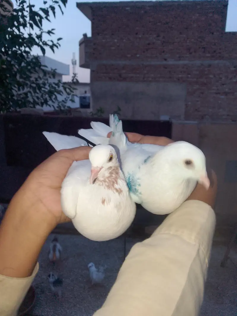 jhon sera sailkoti pair high quality and Fancy pair — photo 10