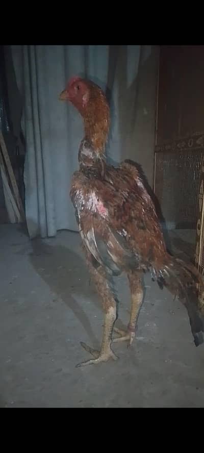 full long height king size male 03289732122 WhatsApp