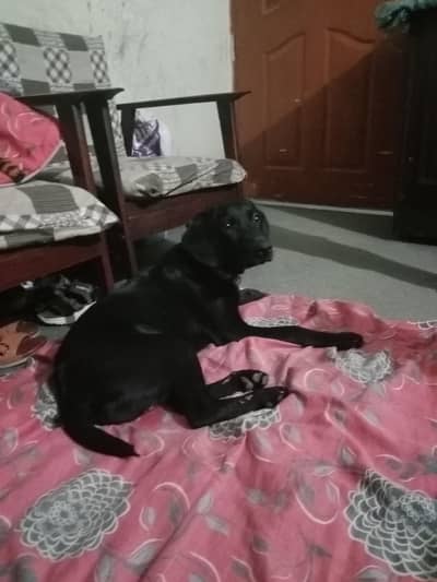 labrador 4 sell