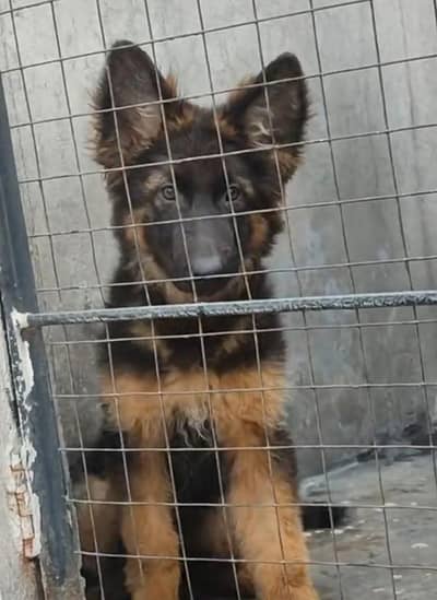 German shepherd puppies for sale healthy