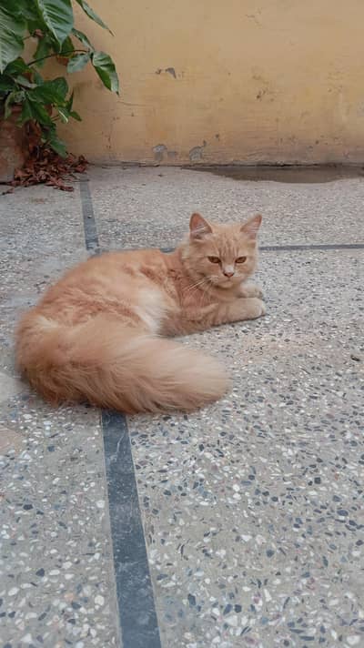 Double Coated Fluffy Persian Tom For Sale