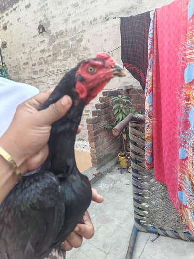 burmi patha for sale high quality