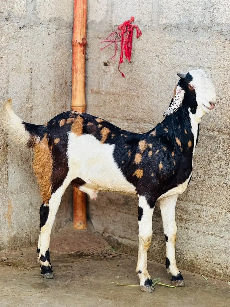 Teddy bakra urgent sale 03211839332