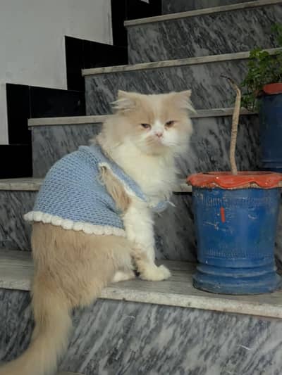 Healthy Male cat, Simba