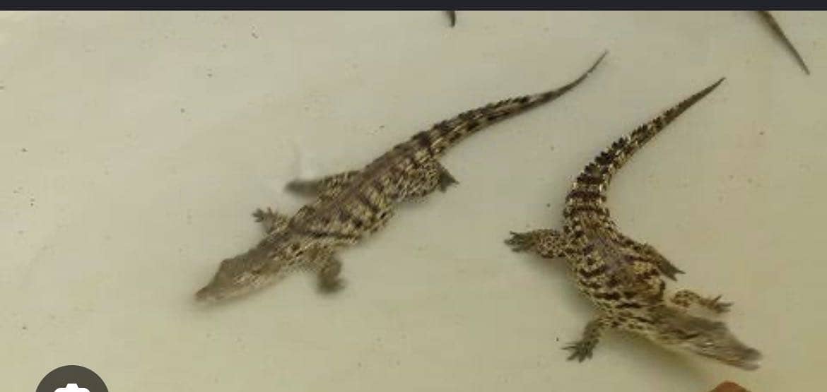 Babies 0