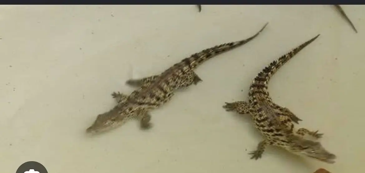 Babies