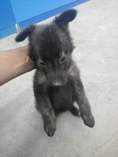 German shepherd black long hair female