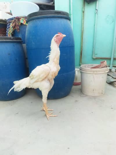 Heera paper white pure blood line