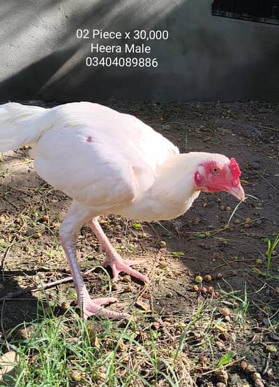 Heera Aseel