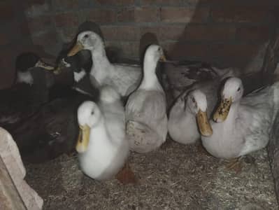 Ducks for sale
