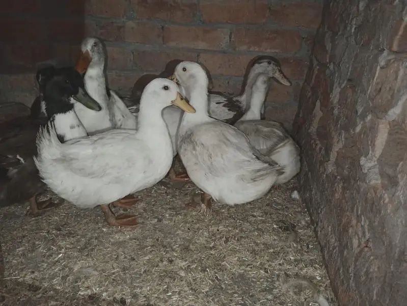 Ducks for sale — photo 2