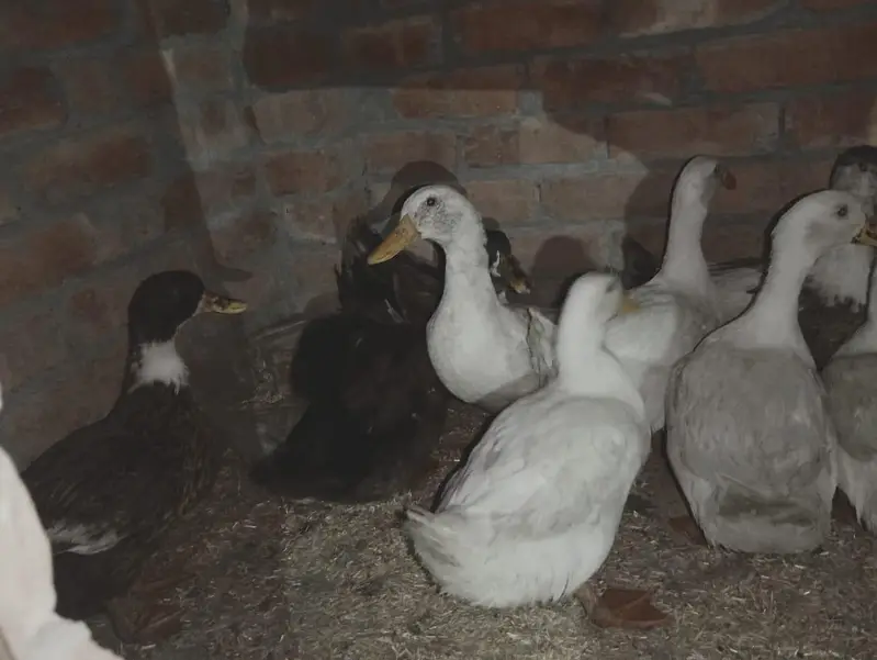 Ducks for sale — photo 3