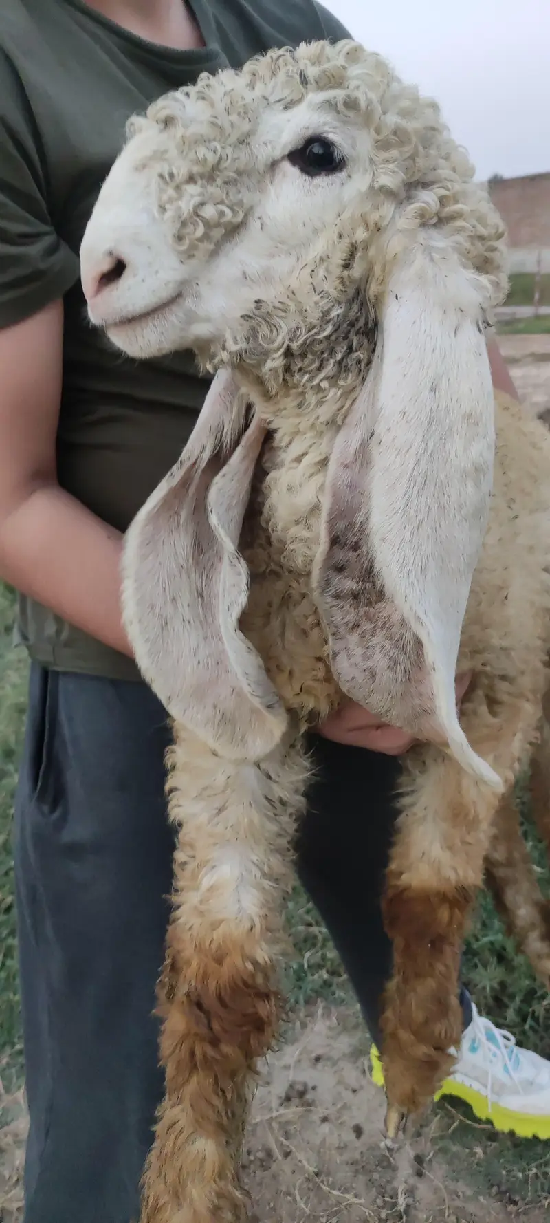 Pure Kajli Female — photo 11