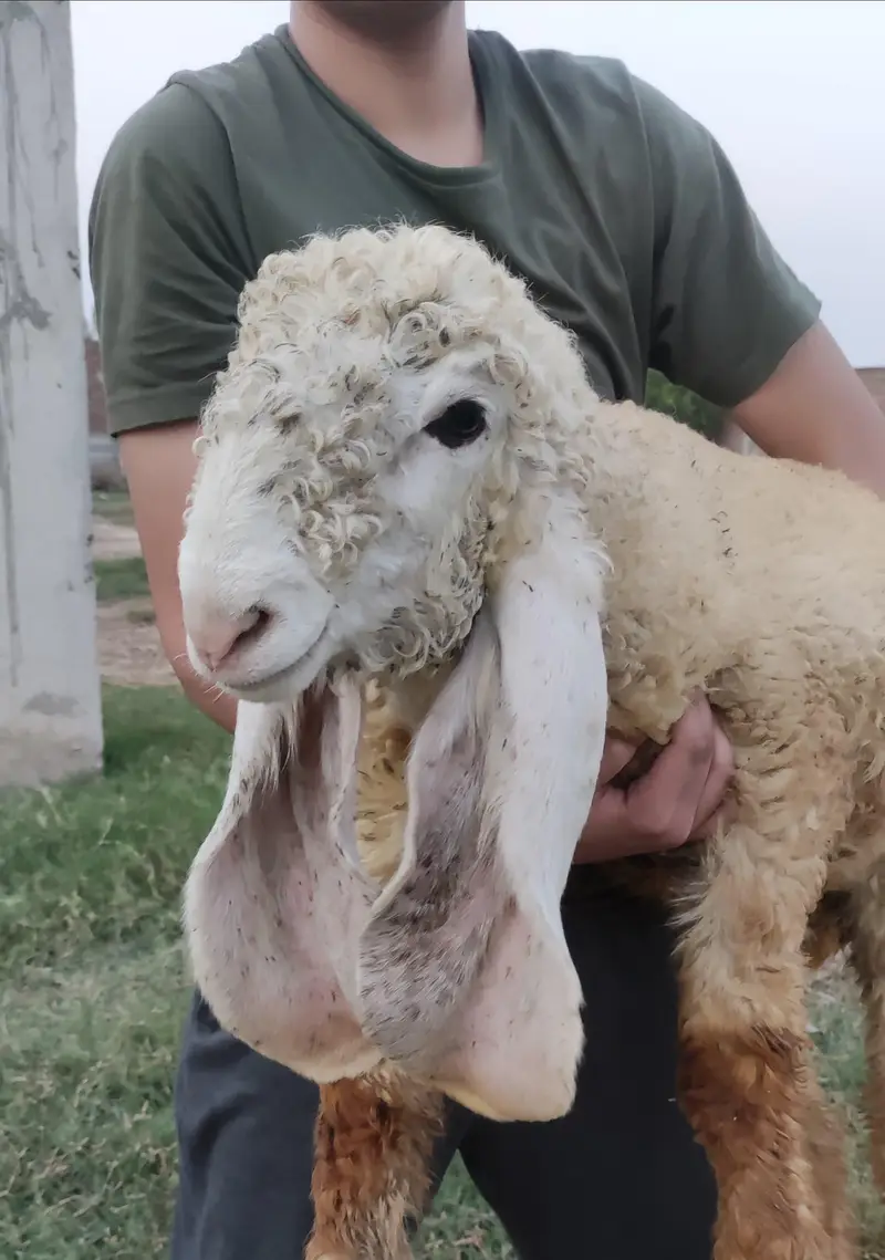 Pure Kajli Female