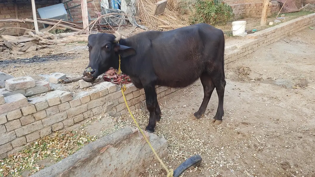Mashallah 2 no Healthy or active han — photo 5