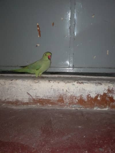 Parrot