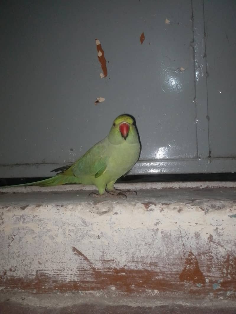 Parrot 1