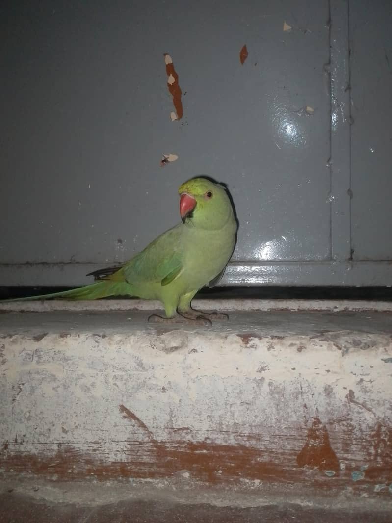Parrot 2