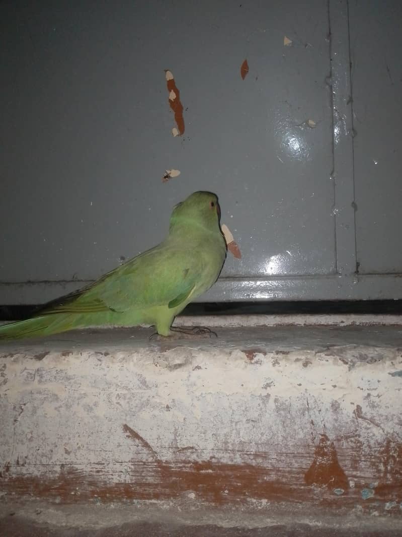Parrot 3