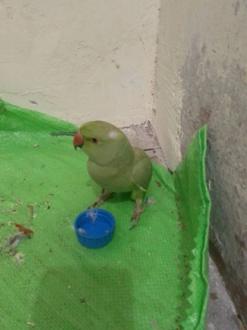 Parrot 4