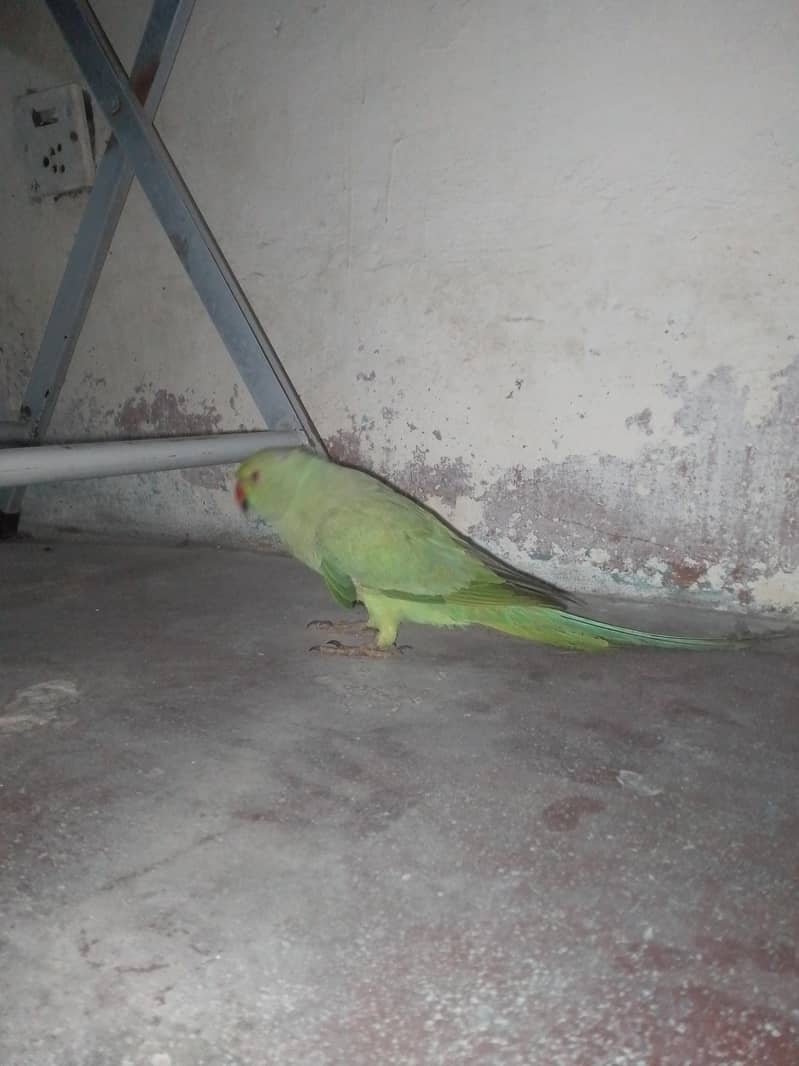 Parrot 5