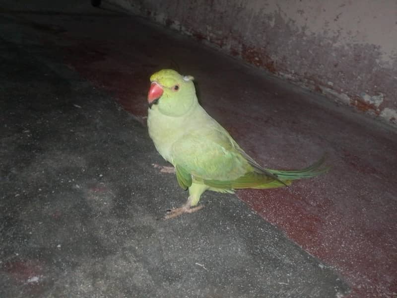 Parrot 6