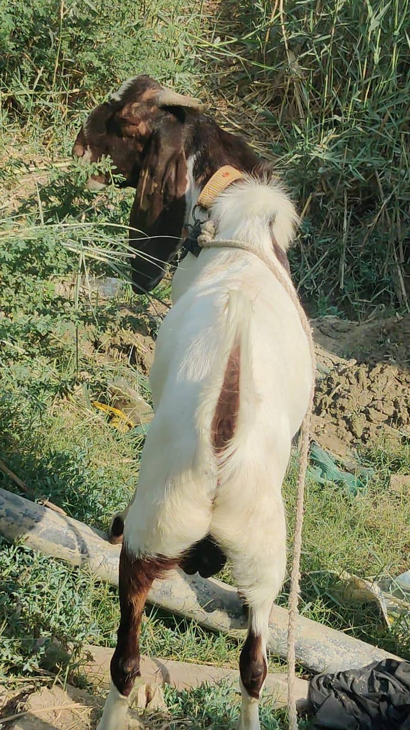 bakra breder 1