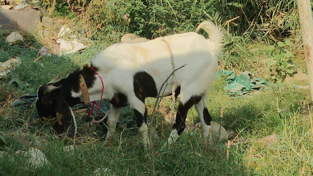 bakra breder 4