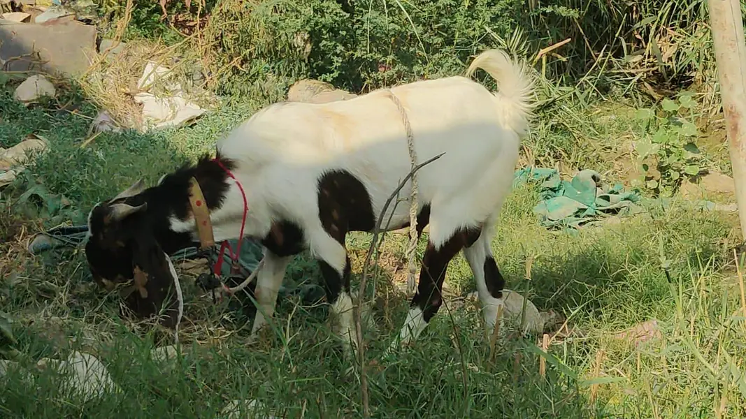 bakra breder — photo 5
