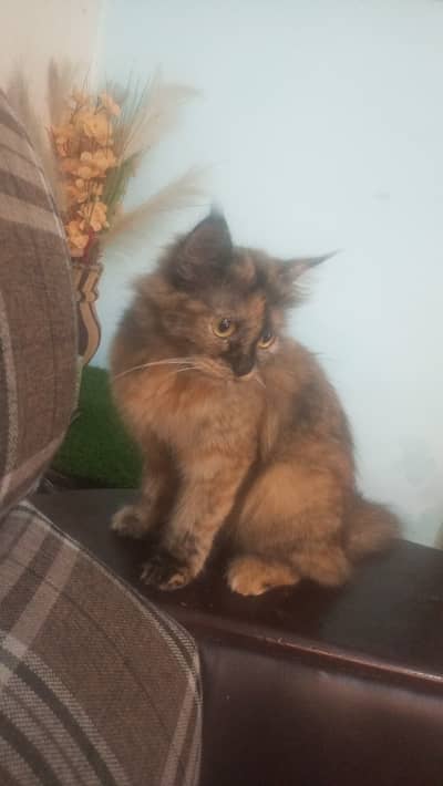 Persian doll face mix with beautiful cuteness