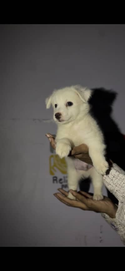 Russain male and female puppies available