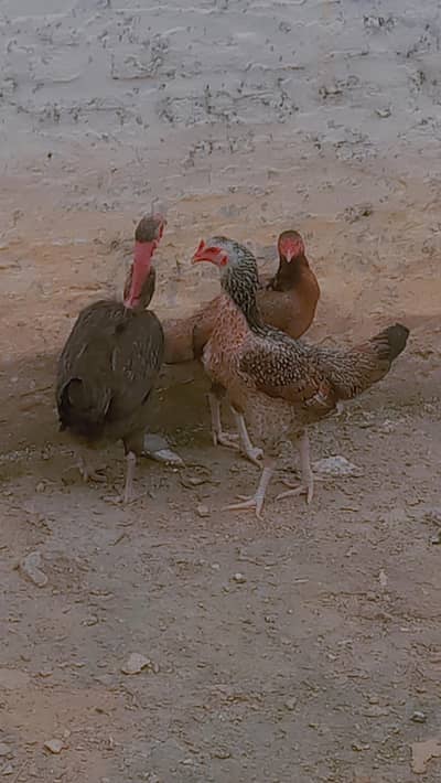 Hens for sale