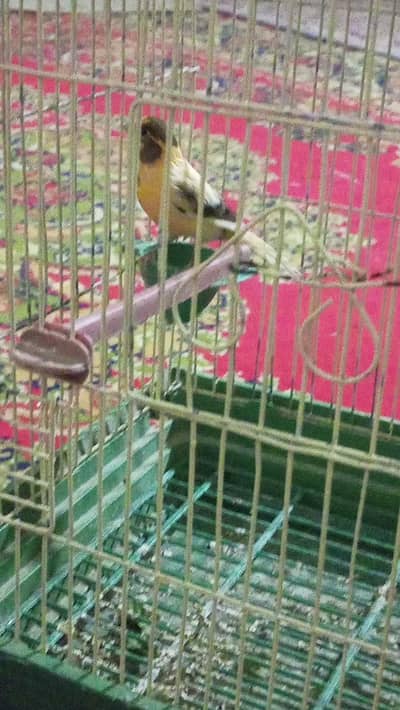 beautifull singing canary