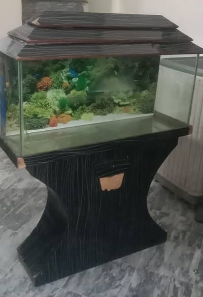 Fish aquarium