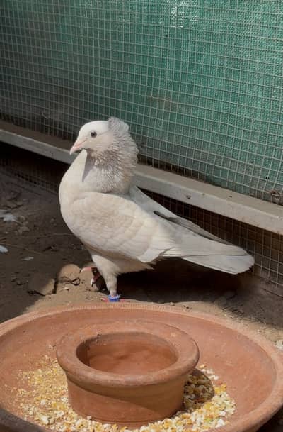 Silver Mukhi Female Pigeons