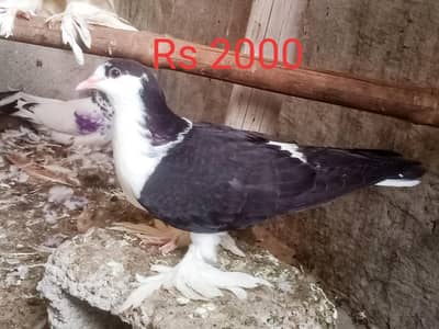 Male03331722944