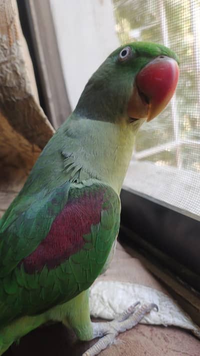 healthy and active raw female good size ready to first breed