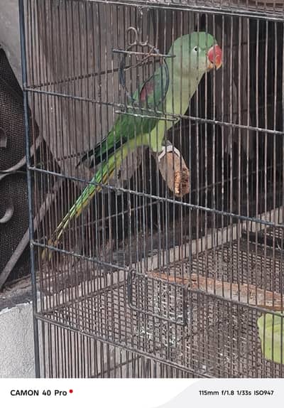 Raw parrot female