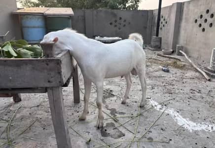 Teddy Gulabi Male Goat For Sale