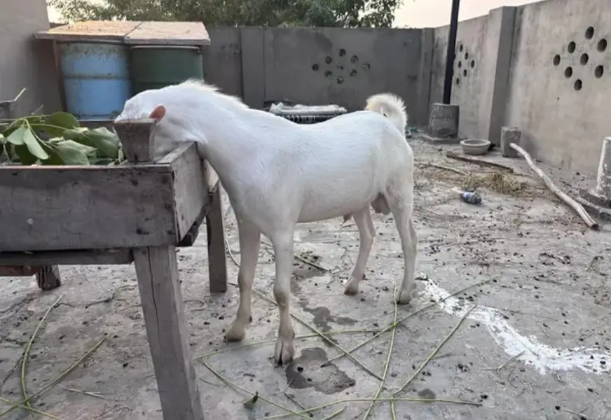 Teddy Gulabi Male Goat For Sale