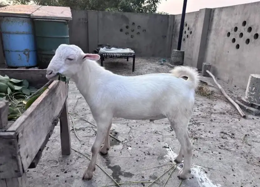 Teddy Gulabi Male Goat For Sale — photo 2