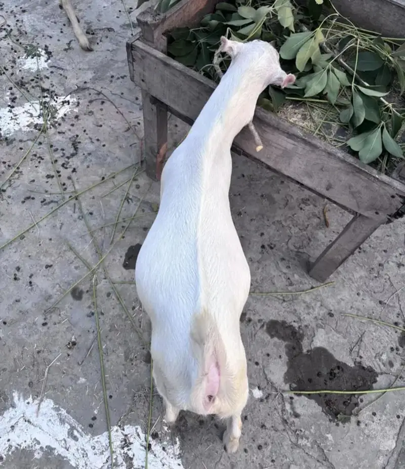 Teddy Gulabi Male Goat For Sale — photo 3