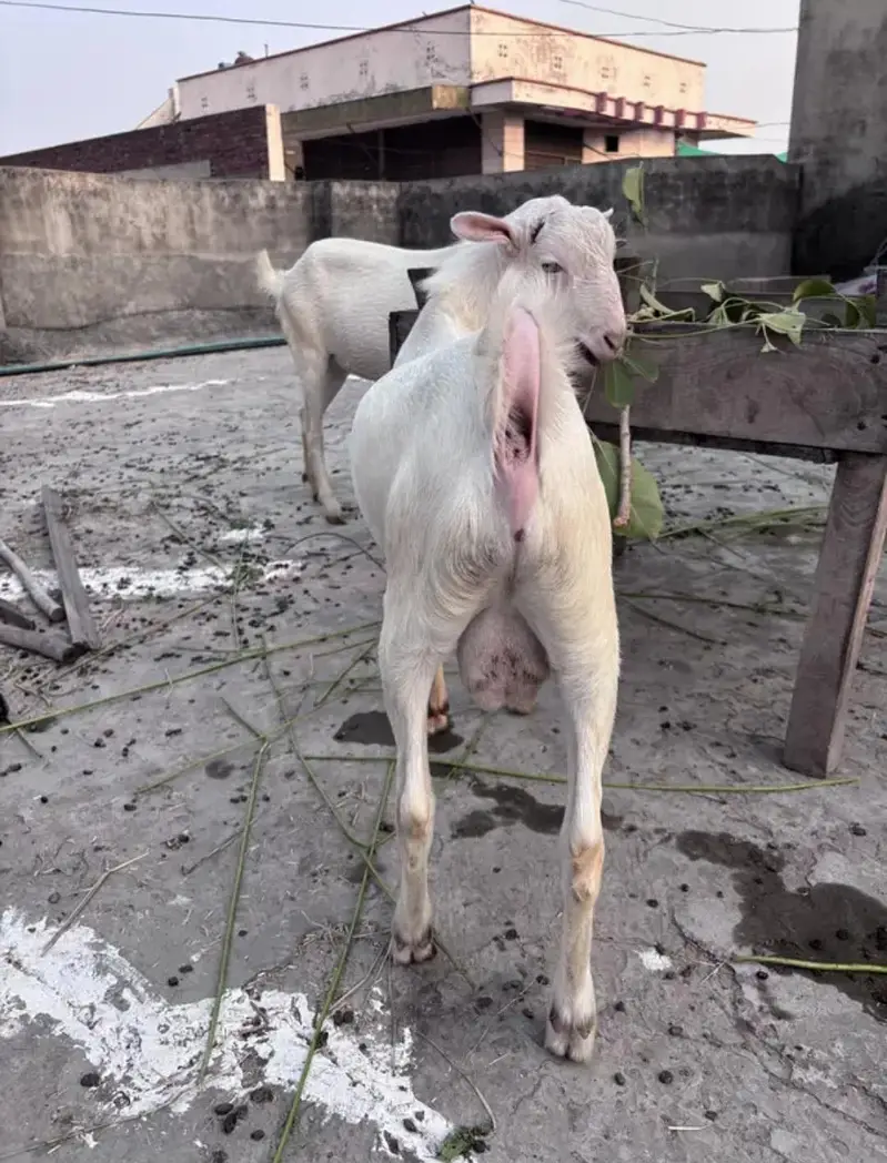 Teddy Gulabi Male Goat For Sale — photo 4