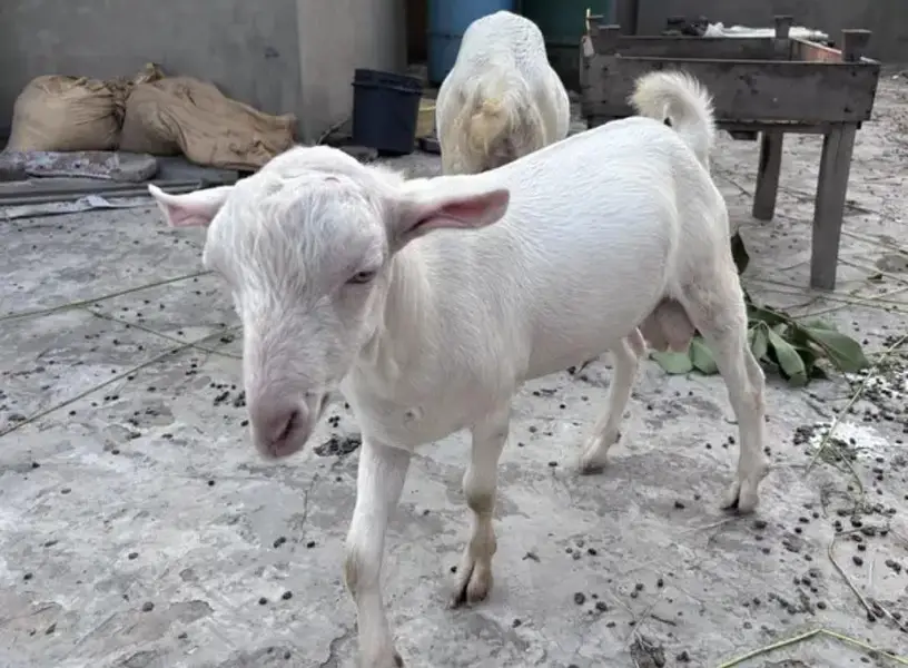 Teddy Gulabi Male Goat For Sale — photo 5