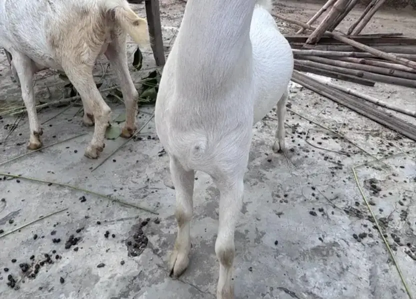 Teddy Gulabi Male Goat For Sale — photo 6