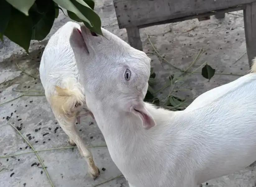 Teddy Gulabi Male Goat For Sale — photo 7