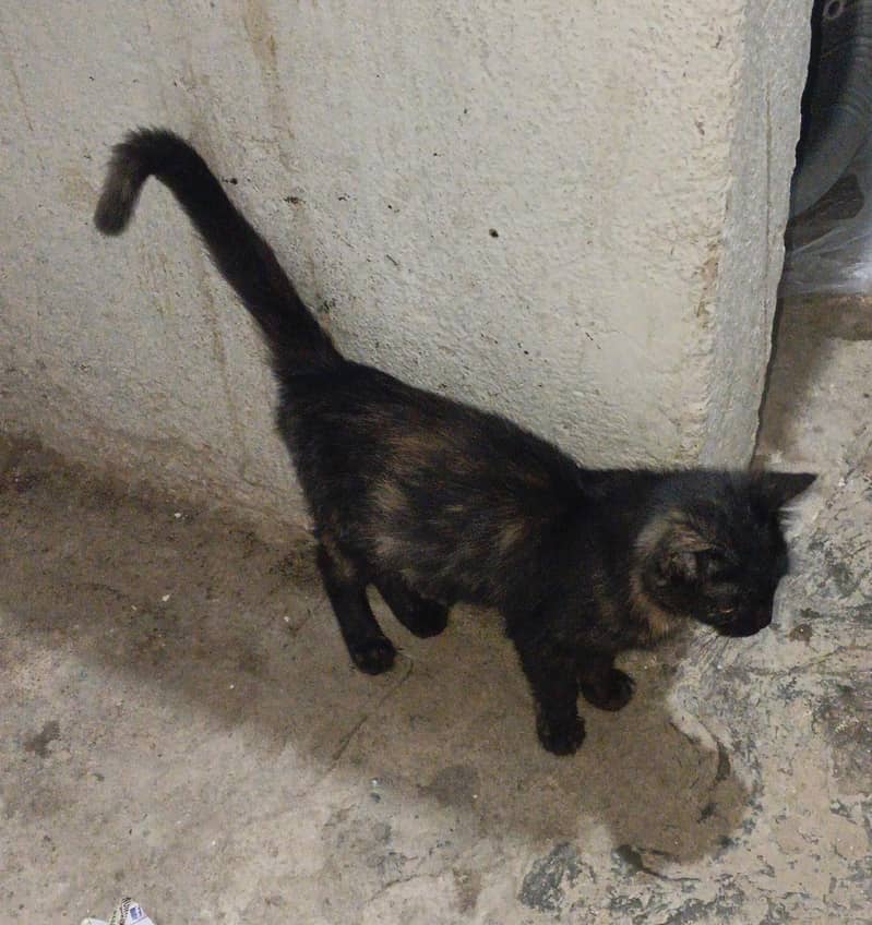 Tortoiseshell 0